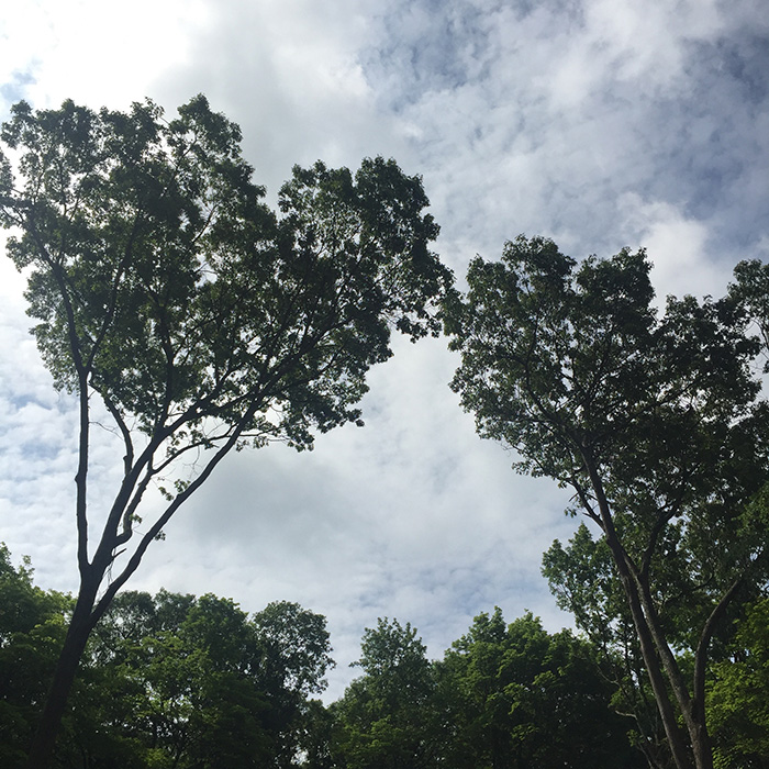 Northern New Jersey Forrest // Nattie on the Road