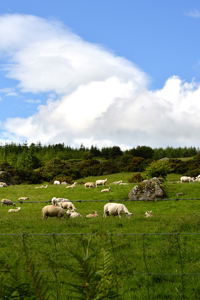 Sheeps! // Nattie on the Road