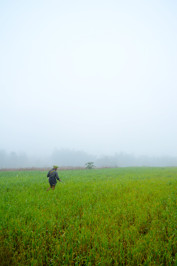 Farmer in the fog