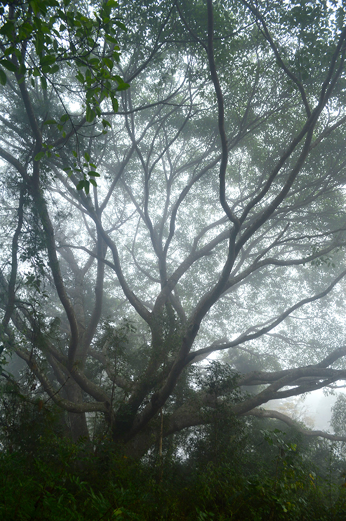 foggy tree