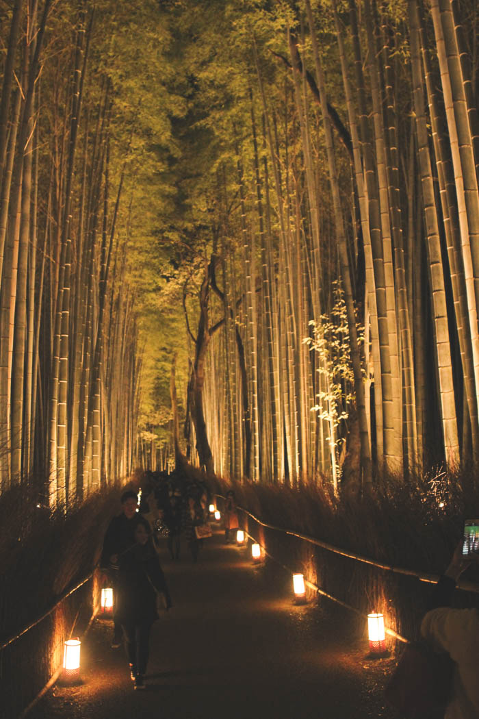 Bamboo Forest at night