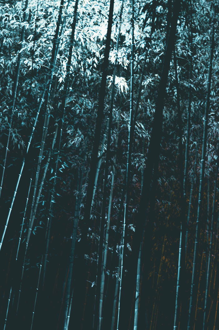 Bamboo Forest - Light Festival, Kyoto