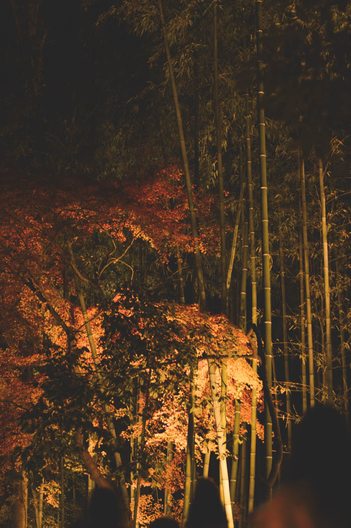 Bamboo Forest - Light Festival, Kyoto