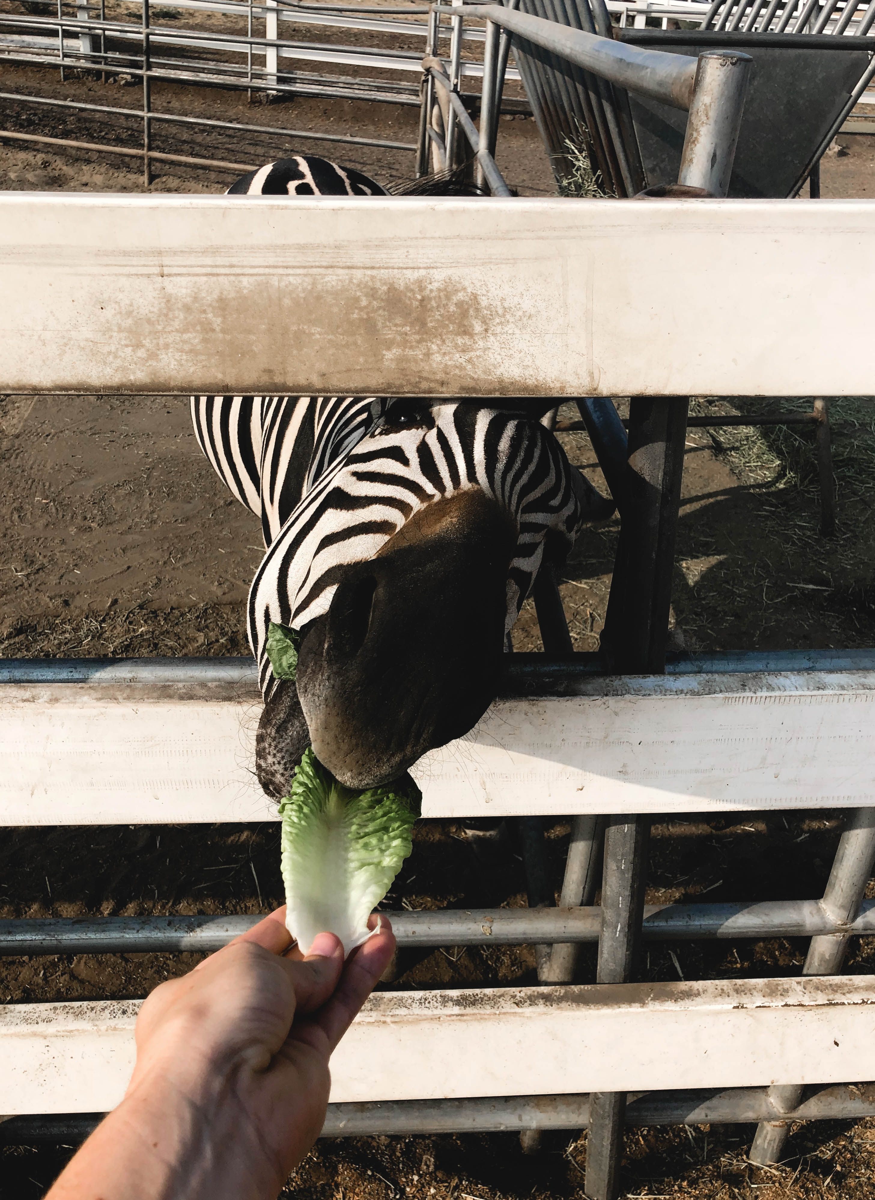 Zebras on the Malibu Wine Safari