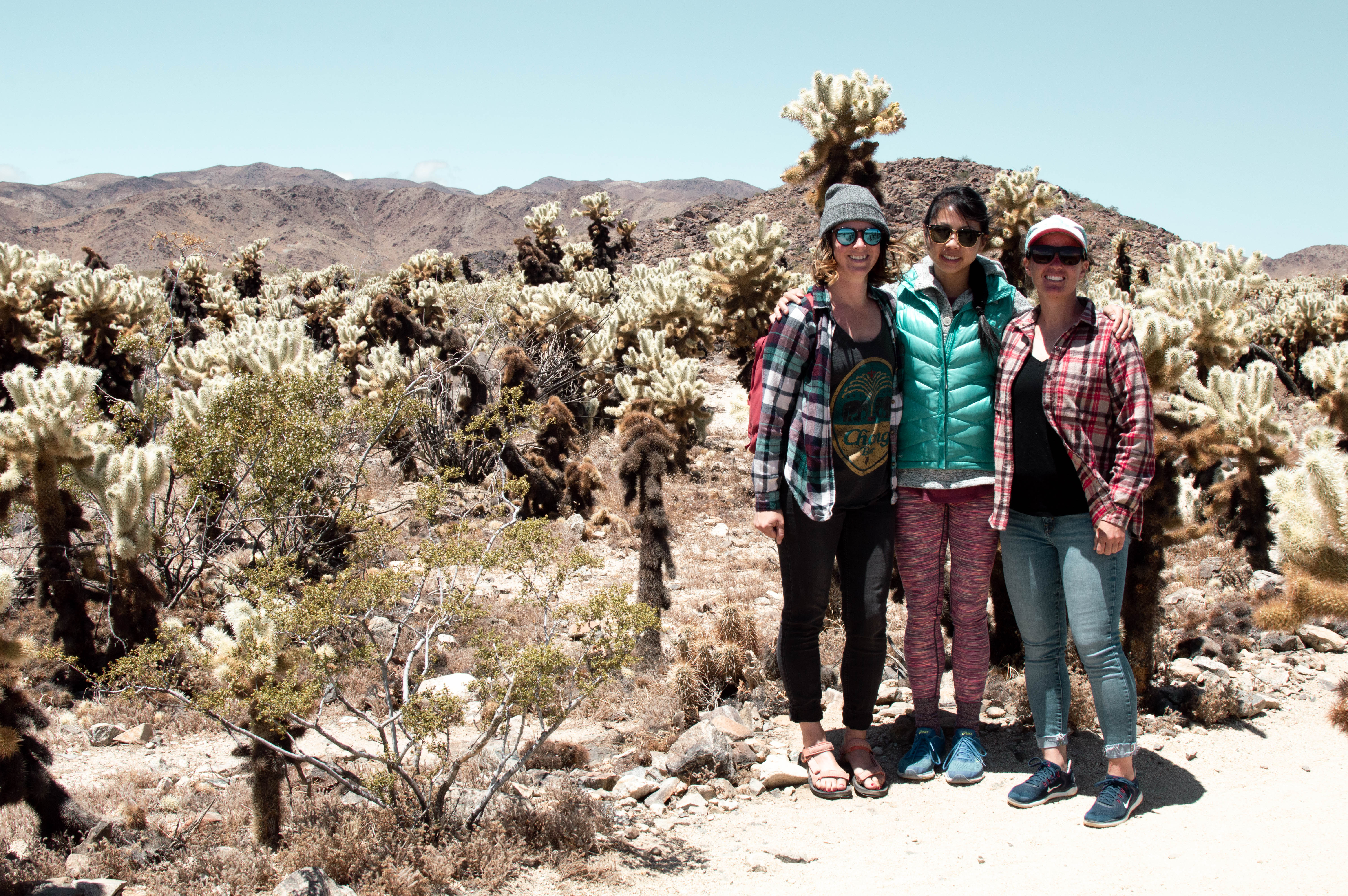 Cholla Cactus Garden