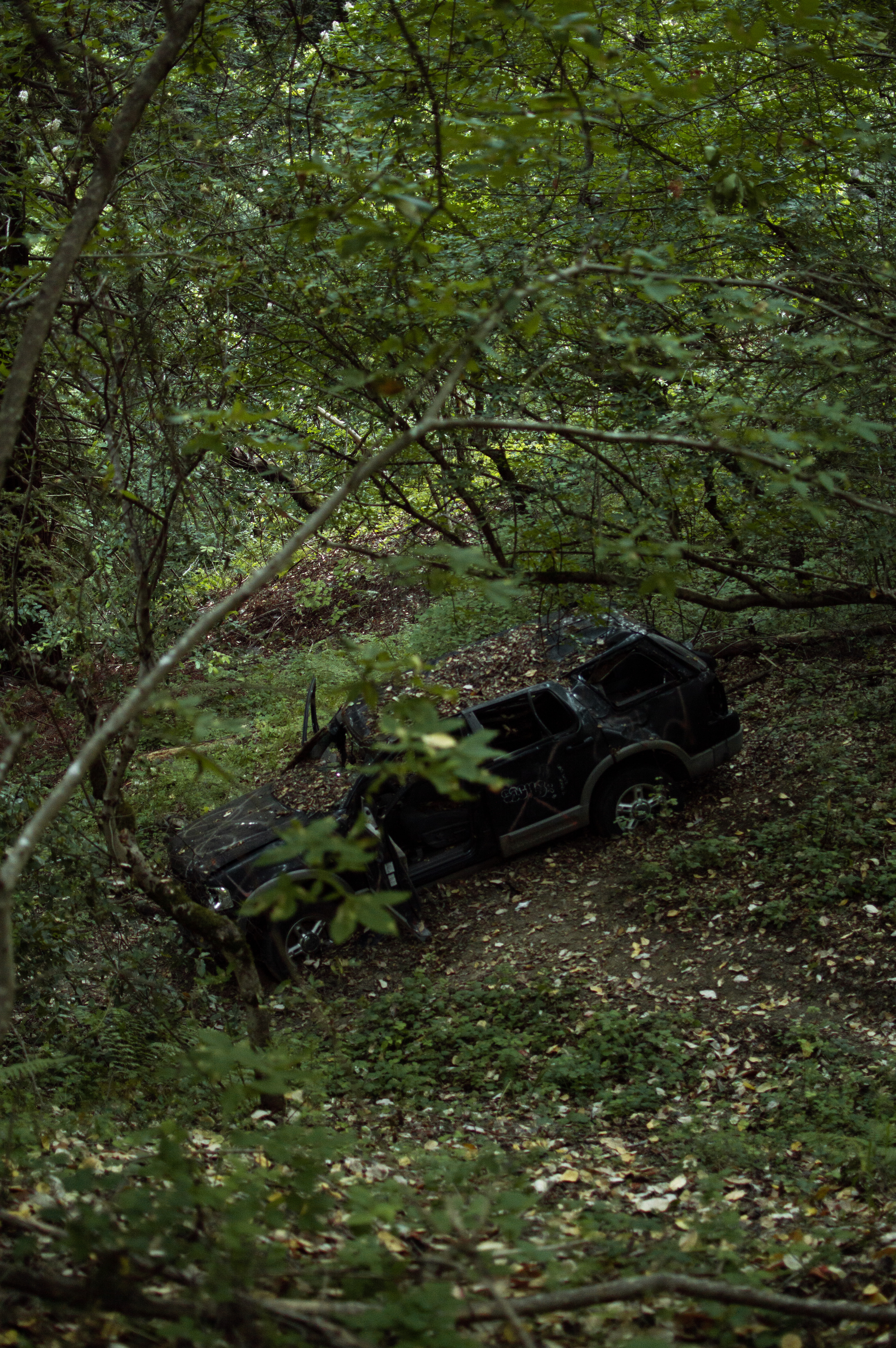 Car in the trees