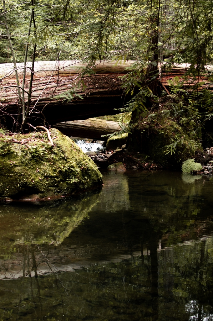 coastal redwoods