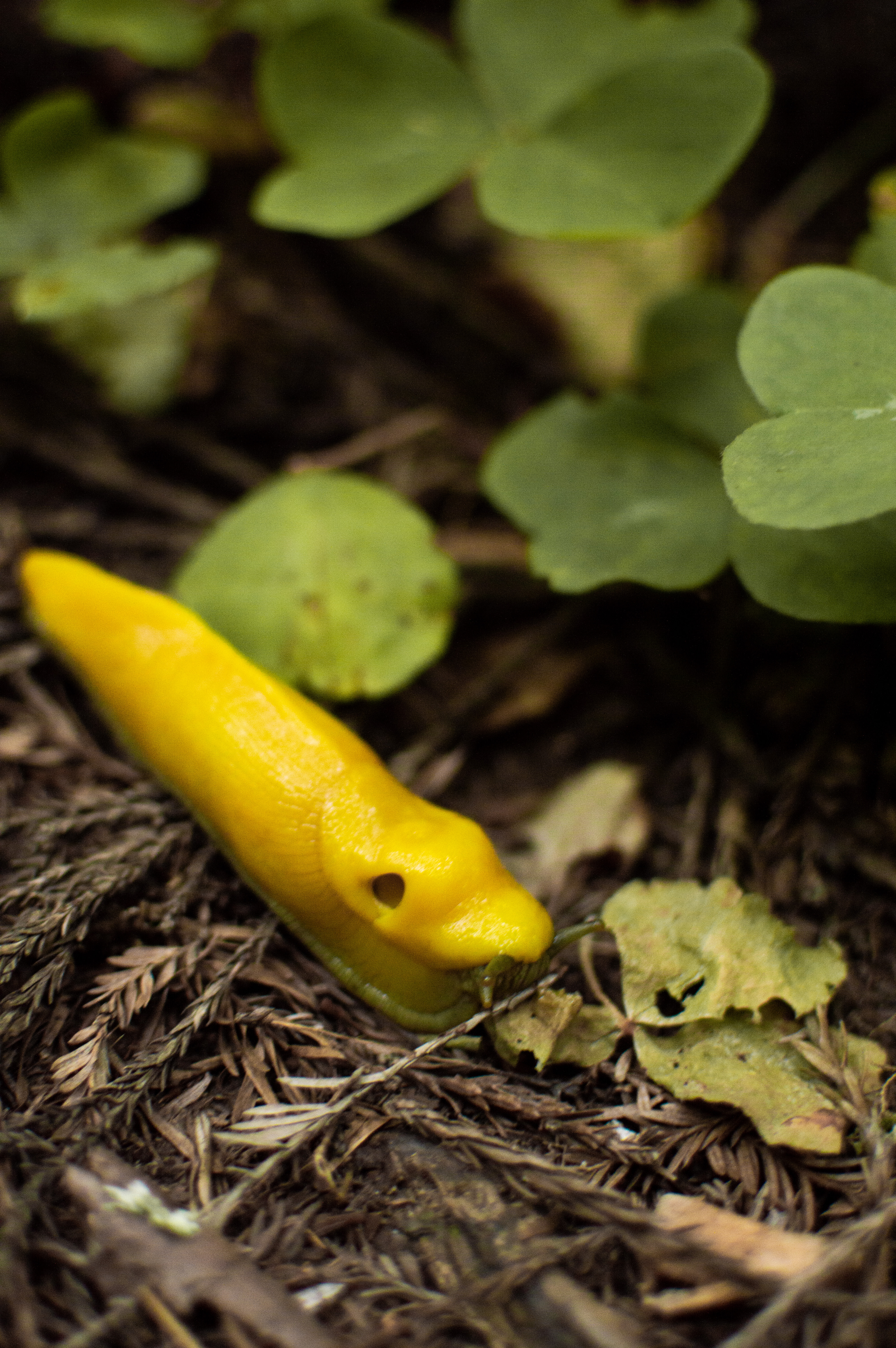 Banana Slug