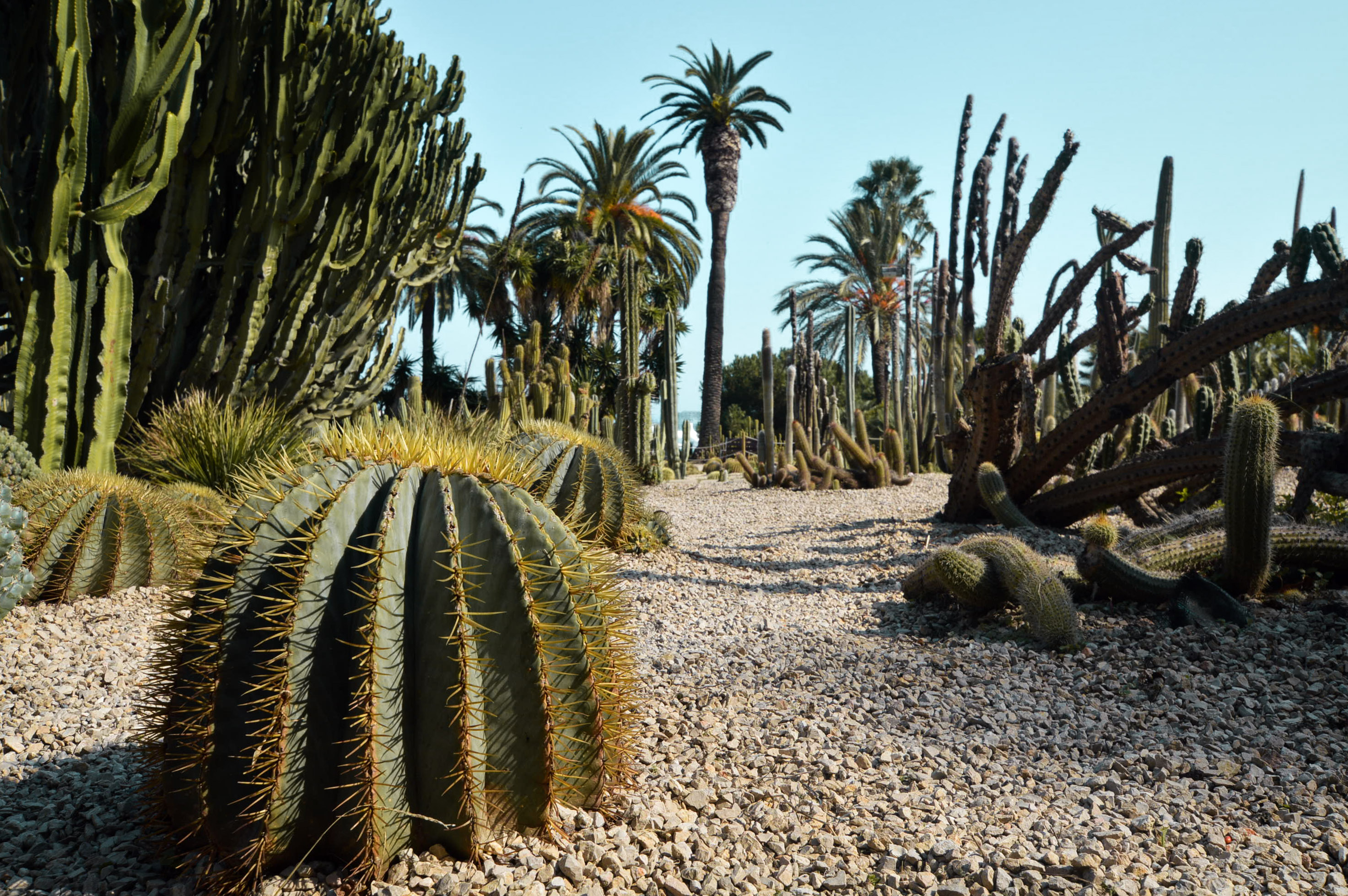 Cactus Garden