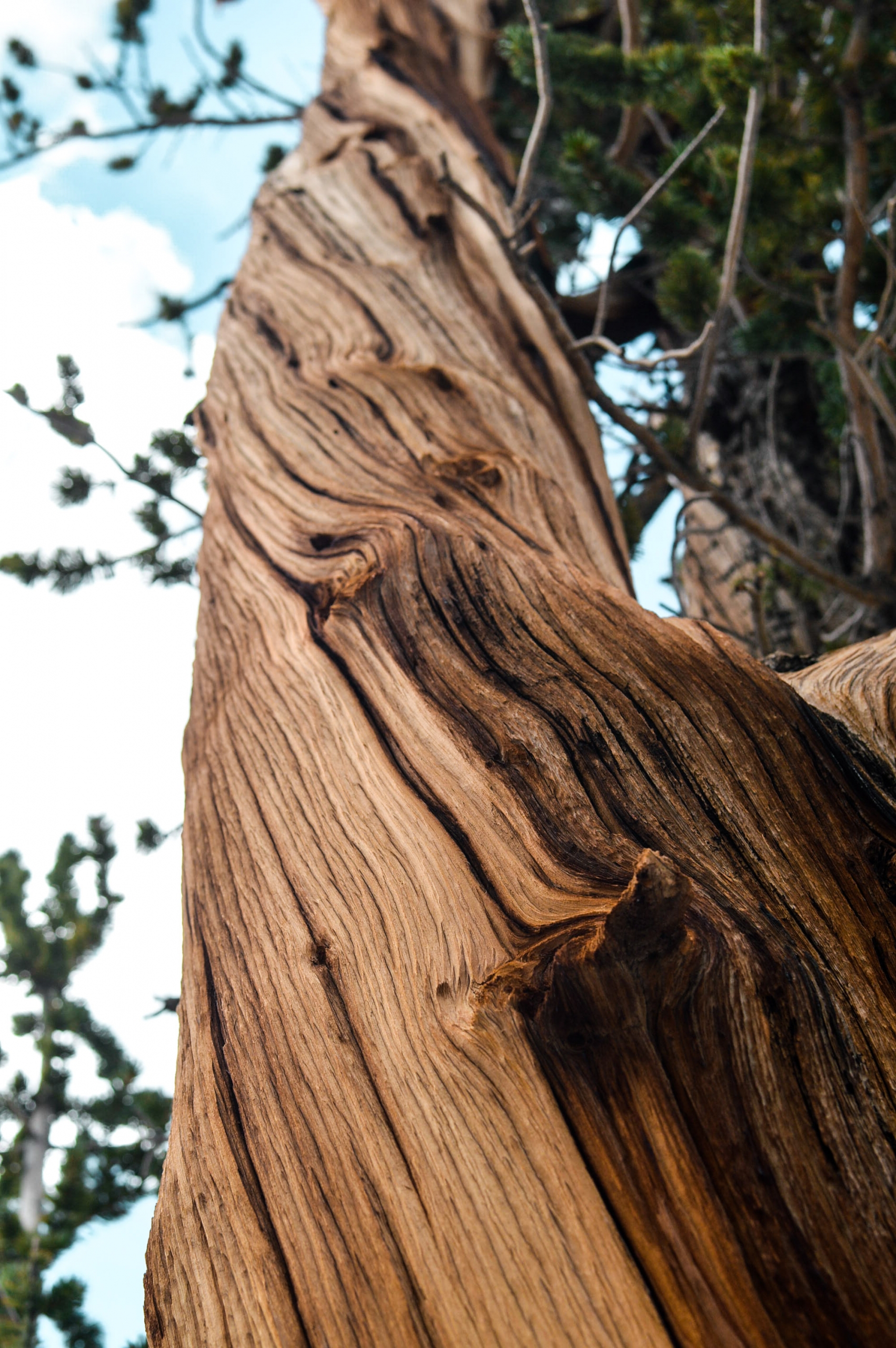 Ancient Bristlecone Forest