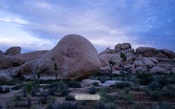 Joshua Tree Desktop Wallpaper